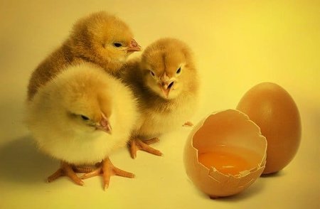 卵は一日何個食べる？ドイツ2021年末から雄ひよこの大量殺処分を禁止